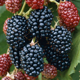 Rubus fruticosus Jumbo